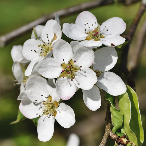 'Red Conference' Pear Tree Fruit Trees