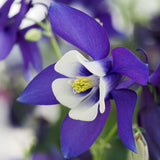 Aquilegia 'Spring Magic Navy & White'