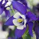 Aquilegia 'Spring Magic Navy & White'