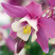 Aquilegia 'Spring Magic Rose & Ivory'
