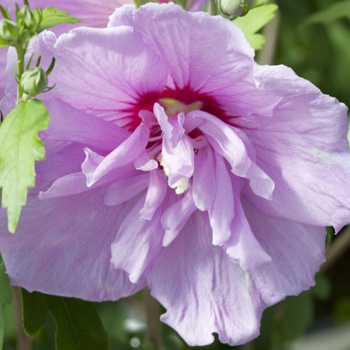 Hibiscus 'Lavender Chiffon' Shrubs