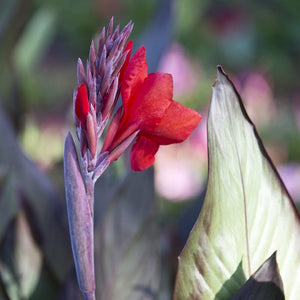 Canna 'Cannova Bronze Scarlet' Perennial Bedding