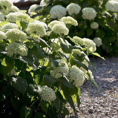 Hydrangea arborescens 'Annabelle' Shrubs