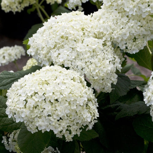 Hydrangea arborescens 'Annabelle' Shrubs
