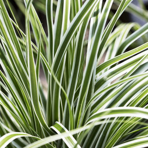 Carex oshimensis 'Goldwell' | Ornamental Grass Perennial Bedding