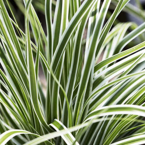 Carex oshimensis 'Goldwell' | Ornamental Grass Perennial Bedding