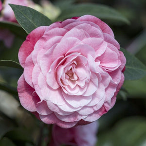 Camellia japonica 'Nuccio's Cameo' Shrubs