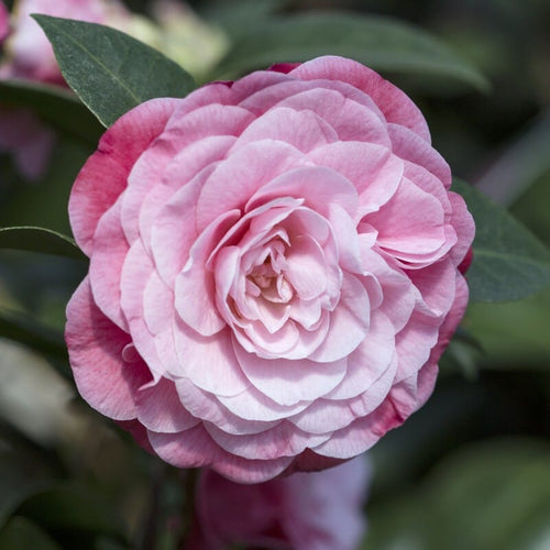 Camellia japonica 'Nuccio's Cameo' Shrubs