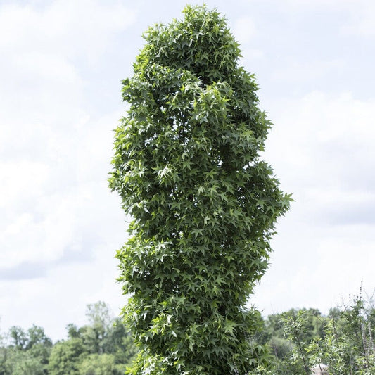Sweetgum Tree | Liquidambar styraciflua 'Slender Silhouette' Ornamental Trees