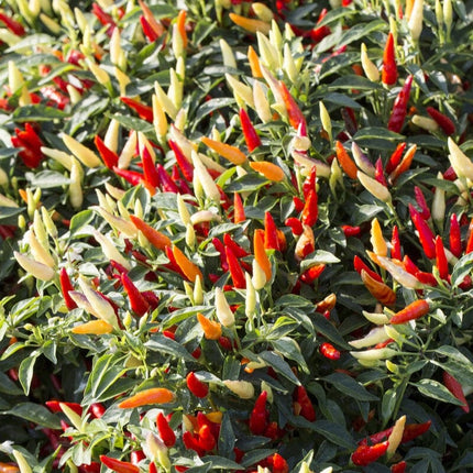 Chilli Pepper 'Basket of Fire' Plant Vegetables