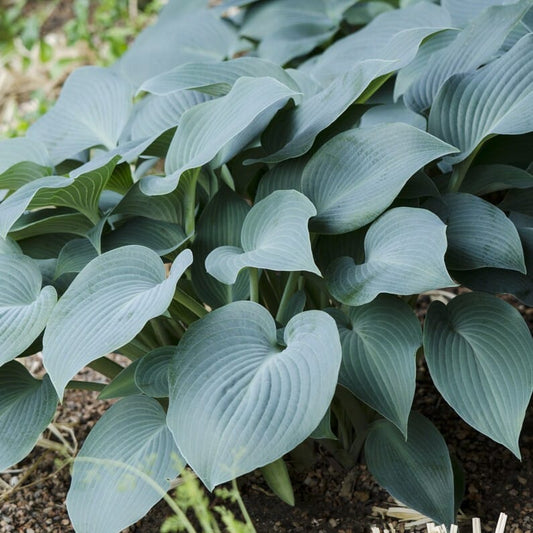 Hosta Blue Cadet Perennial Bedding