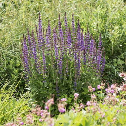 Salvia nemorosa 'East Friesland' Perennial Bedding