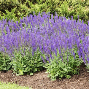 Salvia nemorosa 'East Friesland' Perennial Bedding