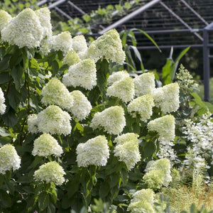 Hydrangea paniculata 'Limelight' Shrubs