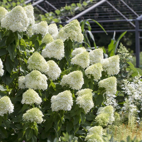 Hydrangea paniculata 'Limelight' Shrubs