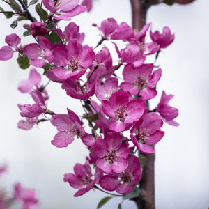 'Indian Magic' Crabapple Tree Fruit Trees