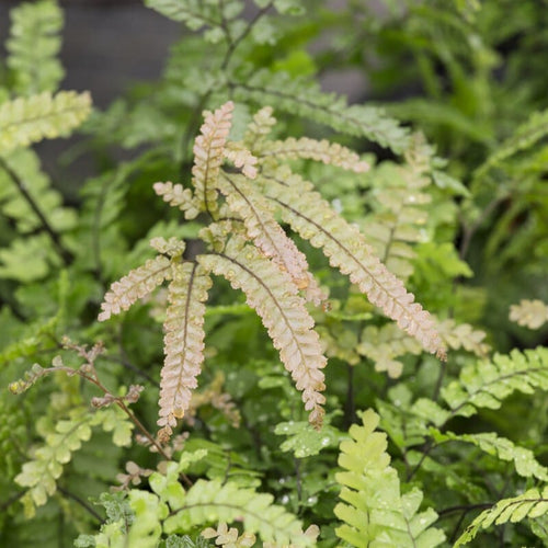 Rosy Maidenhair Fern | Adiantum hispidulum