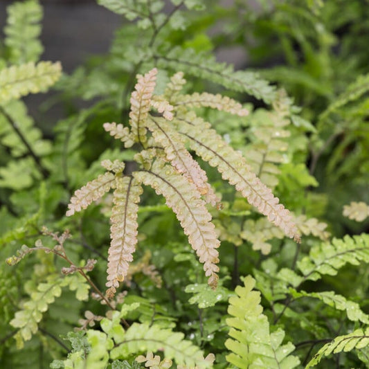 Rosy Maidenhair Fern | Adiantum hispidulum