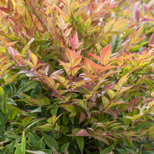 Heavenly Bamboo | Nandina domestica 'Gulf Stream' Shrubs