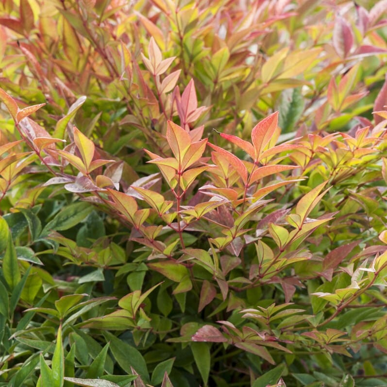 Heavenly Bamboo | Nandina domestica 'Gulf Stream' Shrubs