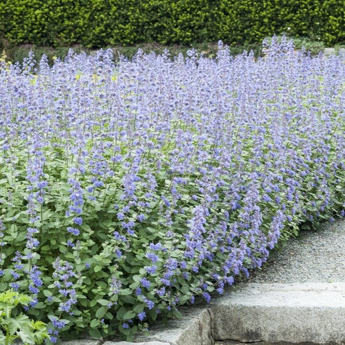 Catmint 'Six Hills Giant' | Nepeta Perennial Bedding