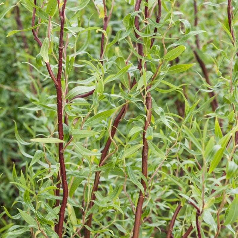 Red Twisted Willow Tree Salix 'Scarlet Curls' Roots Plants