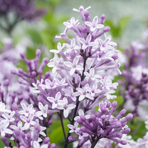 Patio Lilac Tree | Syringa meyeri 'Palibin' Shrubs