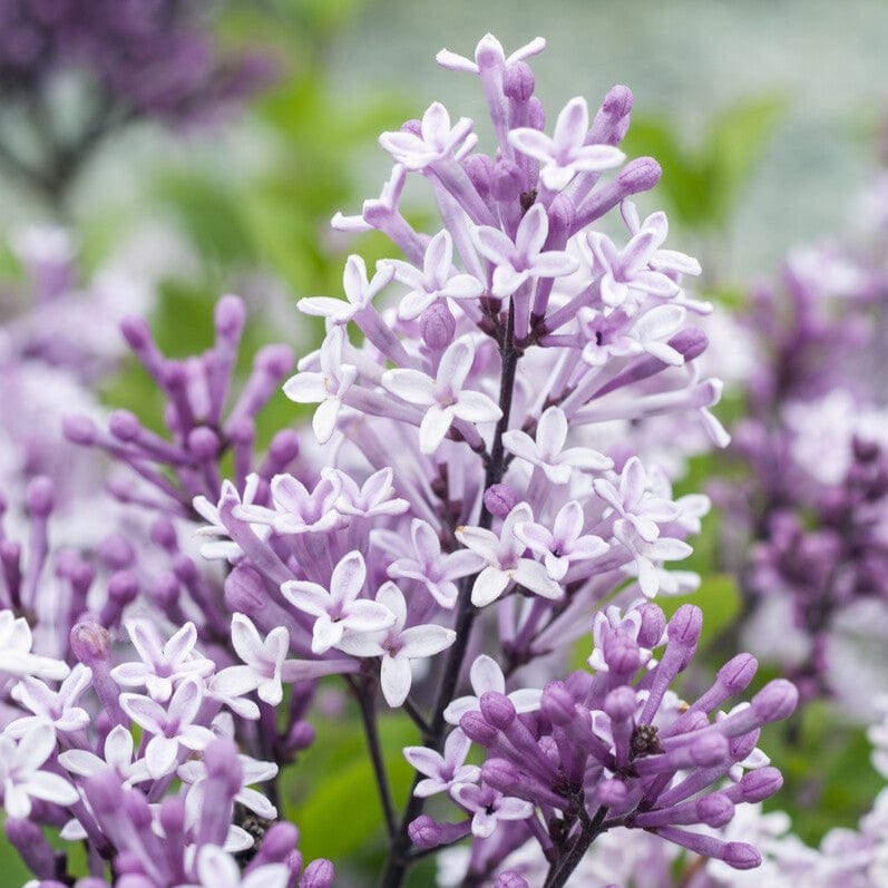 Syringa Tree Roots Patio Lilac Tree | Syringa meyeri 'Palibin' – Roots Plants