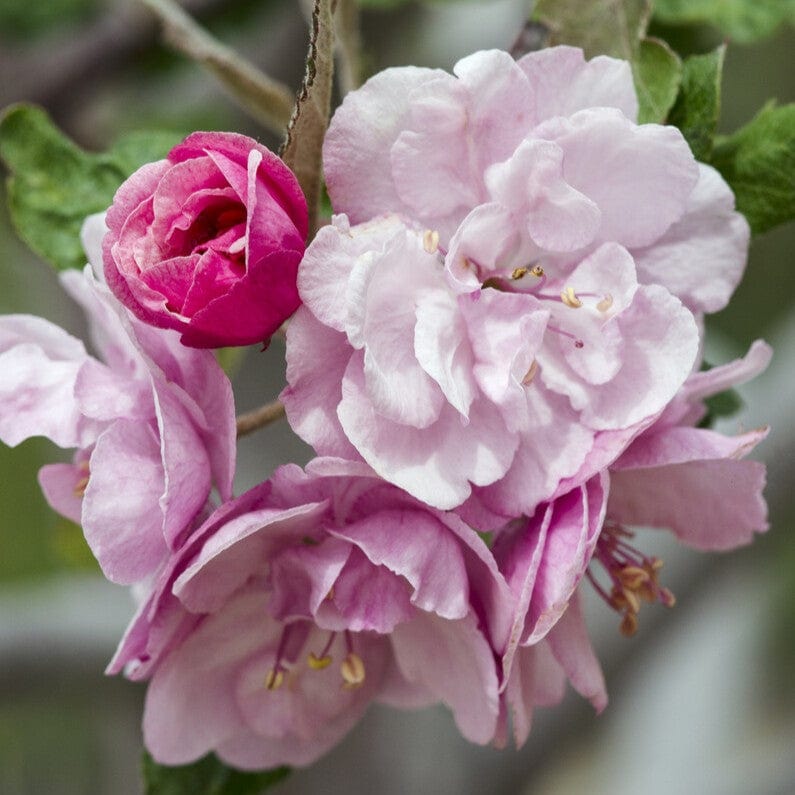 'Brandywine' Crabapple Tree Ornamental Trees