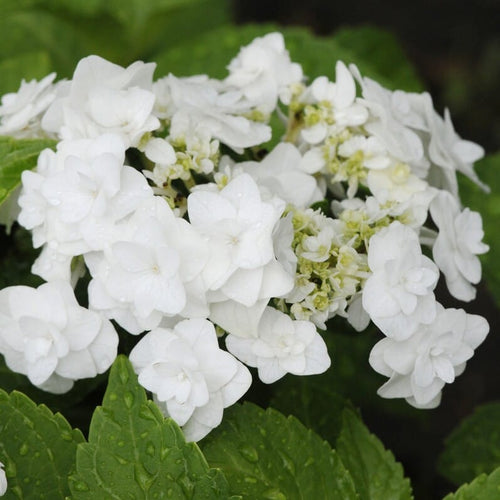 Premium Plant in a 5L Pot Shrubs