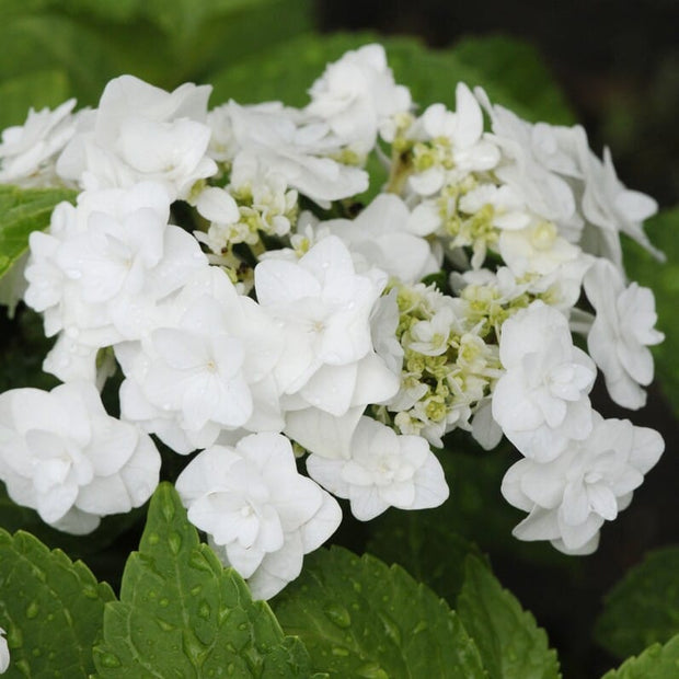 Premium Plant in a 5L Pot Shrubs