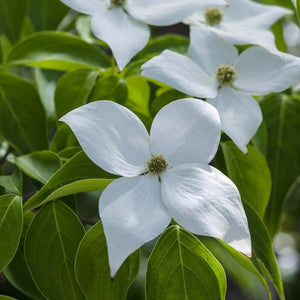 'Milky Way' Japanese Dogwood Tree | Cornus kousa Ornamental Trees