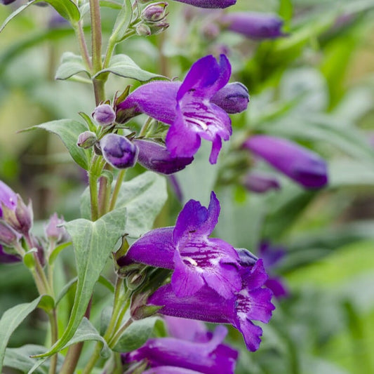 Penstemon 'Sour Grapes' Perennial Bedding
