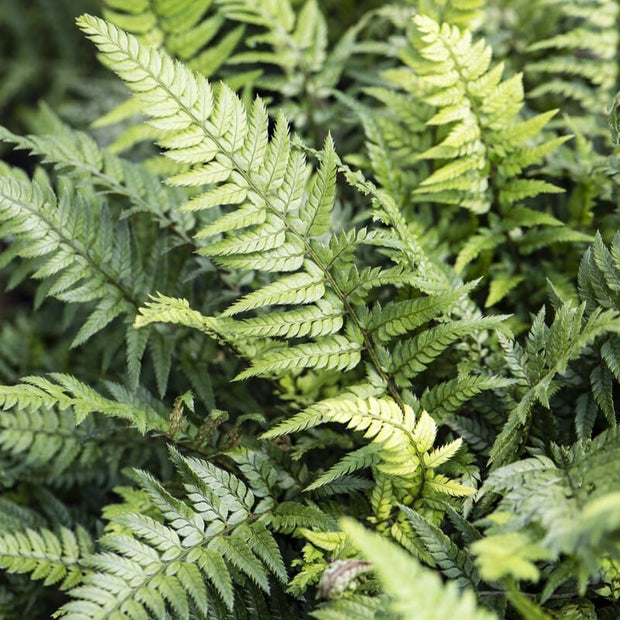 Korean Rock Fern | Polystichum tsussimense Perennial Bedding