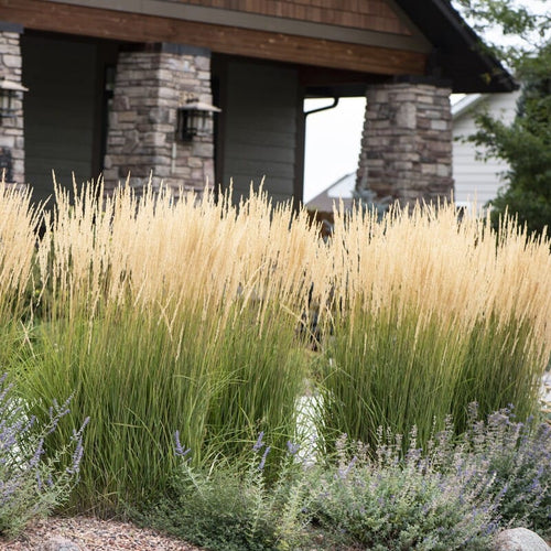 Calamagrostis × acutiflora 'Karl Foerster' Perennial Bedding