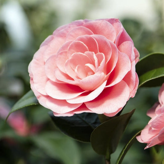 Camellia japonica 'Nuccio's Cameo' Shrubs