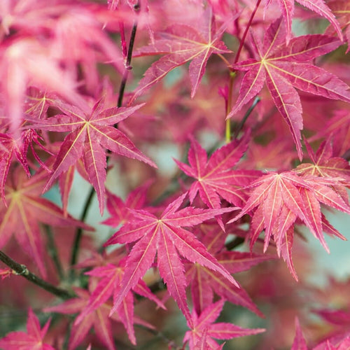 Japanese Maple Tree | Acer palmatum 'Shin-deshojo' Ornamental Trees