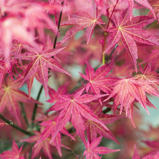 Japanese Maple Tree | Acer palmatum 'Shin-deshojo' Ornamental Trees