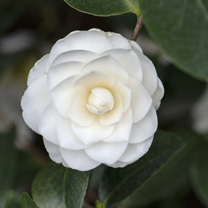 Camellia japonica 'Nuccio's Gem' Shrubs
