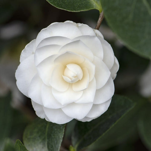 Camellia japonica 'Nuccio's Gem' Shrubs