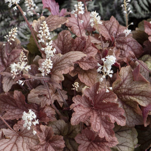 Heucherella 'Peach Tea' Perennial Bedding