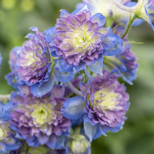 Delphinium 'Highlander Sweet Sensation' Perennial Bedding