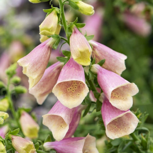Digitalis 'Arctic Fox Rose' Perennial Bedding