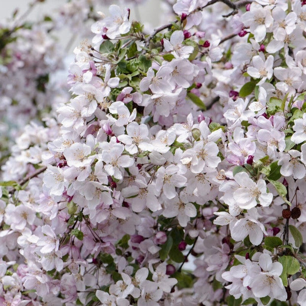 'Pink Glow' Crabapple Tree Ornamental Trees