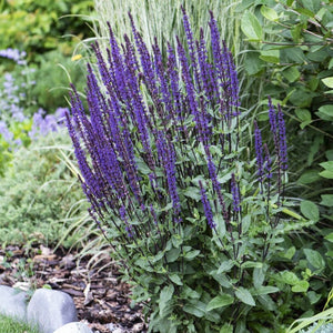 Salvia 'Caradonna' Perennial Bedding
