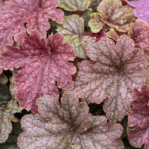 Heucherella 'Peach Tea' Perennial Bedding