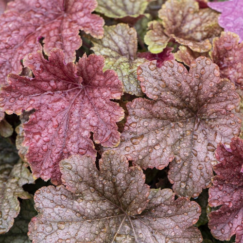 Heucherella 'Peach Tea' Perennial Bedding