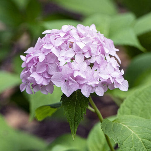 Hydrangea macrophylla 'Bouquet Rose' Shrubs