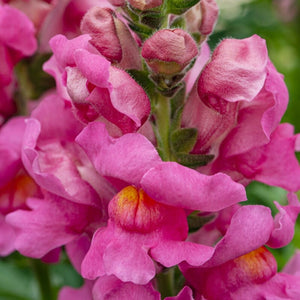 Antirrhinum 'Sonnet Rose' Perennial Bedding