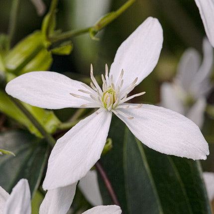 Evergreen Clematis | Clematis armandii Climbing Plants